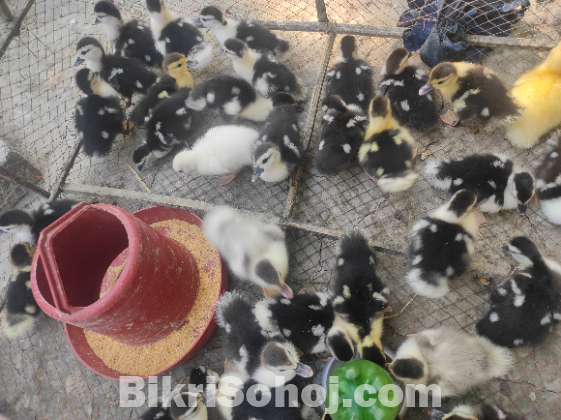 চিনা হাস এর বাচ্চা